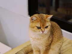 -有喵·猫咖·狗咖·30几只猫10只小狗(岗厦店)