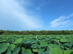 -大湾区中央湿地公园
