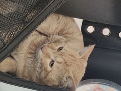 -北京观赏动物医院·24小时大型综合·猫专科·异宠专科