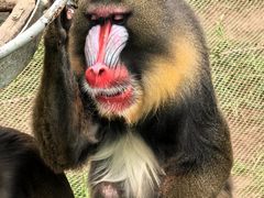 -西霞口神雕山野生动物世界