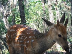 -大连森林动物园