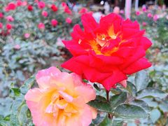 -人民公园(罗湖区)