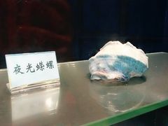 -广东惠东海龟国家级自然保护区