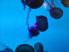 -太平洋海底世界