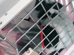 -宠福鑫康馨动物医院·骨科·眼科