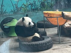 -石家庄市动物园