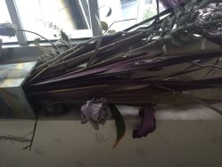 金思黛--审美造型-审美护肤造型