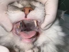 -东莞宠友24H宠物中心医院·转诊夜诊·异宠(新河北路院)