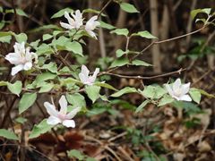 -北京西山国家森林公园