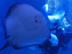 -烟台海昌鲸鲨海洋公园