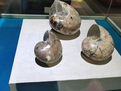 -青岛贝壳博物馆