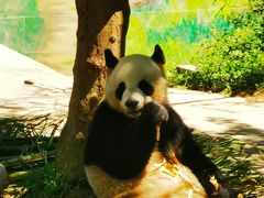 -中国大熊猫保护研究中心雅安碧峰峡基地