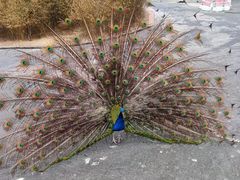 -西霞口神雕山野生动物世界