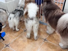 -Let's go狗咖·猫咖·奶狗·桌游(春熙路IFS店)