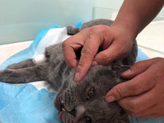 -纳吉亚猫专科动物医院博雅分院