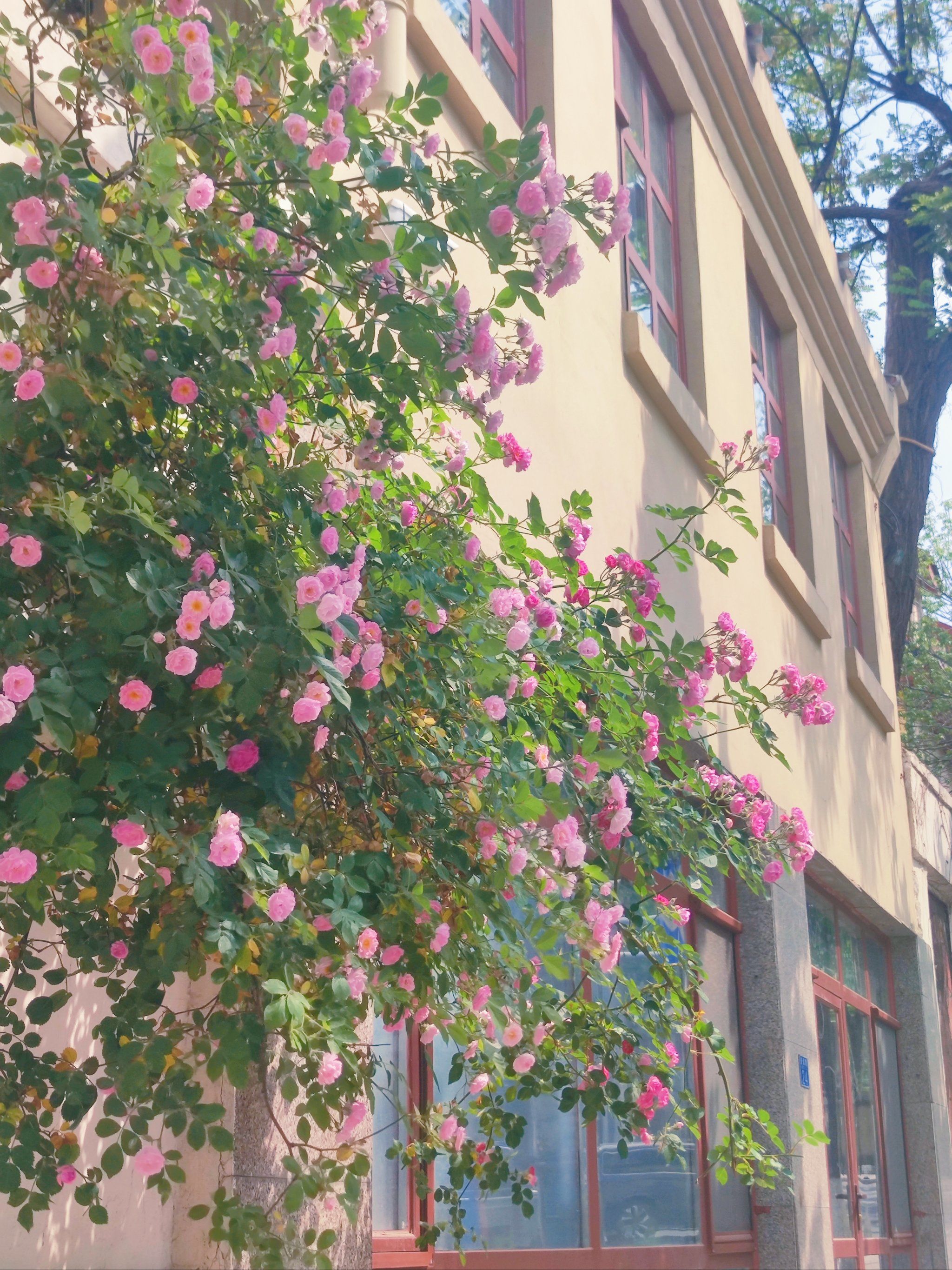 花校园 大众点评