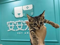 -安安宠医宠物医院·异宠·犬猫内科(岳阳分院)
