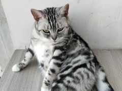 -藏猫猫咖啡主题馆(中央大道店)