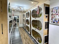 -青奢宠物·青奢猫舍