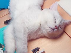 -糯米喵星人总部直营旗舰店·猫舍·幼猫出售