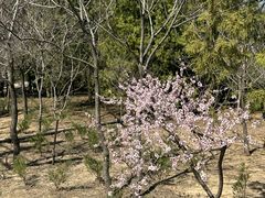 -白水寺森林公园