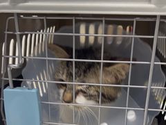 -达爱动物医院·犬猫分区·CT·复杂眼科(远洋山水分院)