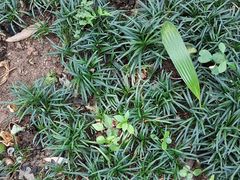 -广州神农草堂中医药博物馆