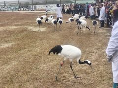 -盐城丹顶鹤湿地生态旅游区