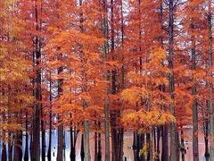 -白鹭湾湿地公园