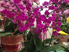 -双季花艺园艺市场(浦东店)