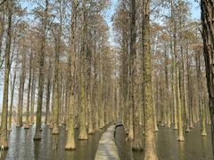 -渌洋湖湿地公园