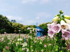 -广州市流溪河国家森林公园