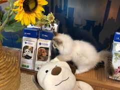 -芭比堂动物医院·犬猫全科·异宠专科(雁塔分院)
