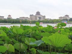 -莲花池公园