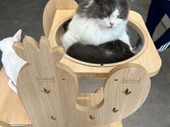 -飞行喵MR PILOT|猫舍·猫咖(静安大融城店)