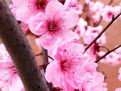 -海棠花溪(元大都城垣遗址公园)
