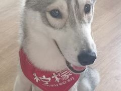 -Husky Go! 哈士奇体验馆·宠物咖啡厅狗咖