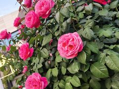 -巴莉甜甜·蛋糕面包(北城一期店)