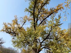 -千年银杏谷文化旅游区