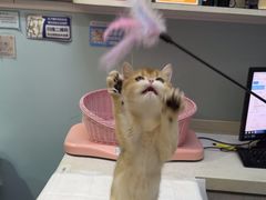 -纳吉亚猫专科动物医院·北北分院