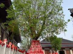 -中华郡文化旅游景区