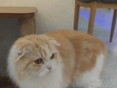 -喵园·猫主题咖啡厅·撸猫·猫咖(国贸店)