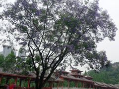 -重庆彩云湖湿地公园