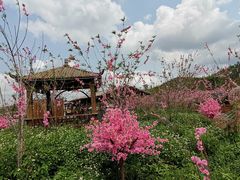 -田园寨农园观光园