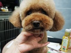 -宠福鑫康馨动物医院·骨科·眼科