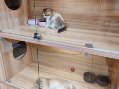 -猫十亿·布偶金渐层·曼基康矮脚猫舍(青年路店)