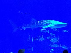 -烟台海昌鲸鲨海洋公园