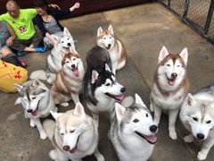 -TrueLove @ Neverland (Husky Cafe)