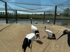 -盐城丹顶鹤湿地生态旅游区