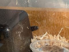 -酷以爬仙阁实体爬宠店·守宫·蜥蜴·专业繁育